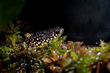 Pretty spiny-heeled frog, Chaperina fusca on moss