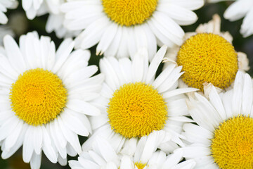 Meadow daisy, daisy field Asteraceae, Bellis 