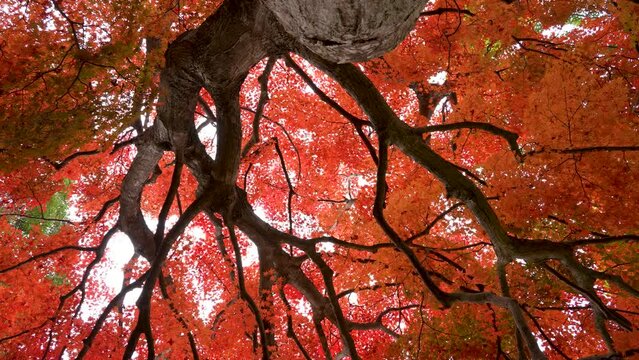 紅葉した大きなモミジの木の根本から上を見上げた4Kドリー動画