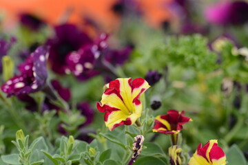 Petunia flowers, red and yelow flower, special flowers , violet and Petunia is genus of 20 species