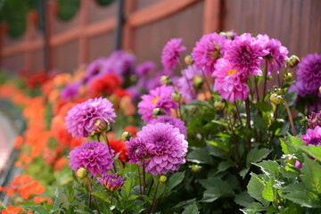Pink Flowers Close up Soft purple Chrysanthemum flowers nature