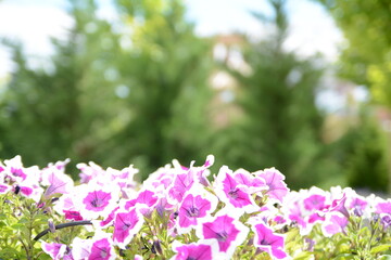 Pink Flowers Close up Soft purple Chrysanthemum flowers nature