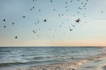 Flock of Seagulls flying across the ocean