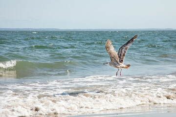 Seagull flying across the beach