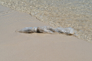 A plastic bag lies on the sand at low tide.
