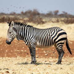 Fototapeta na wymiar Mountain Zebra