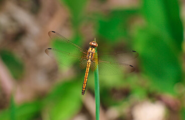 A Beautiful Dragonfly in the Forest in A Closeup Shot (Wildlife Photography)
