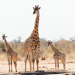 Giraffe family