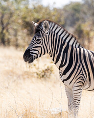 Animals to spot on a game drive
