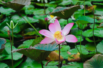 A Beautiful Waterlily Flower in the Pond in Closeup Shot (Flower Photography)