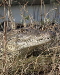 Crocodile