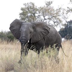 Fototapeta premium Elephant