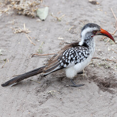 red-billed hornbill