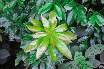 Fresh Green Leaves in Closeup