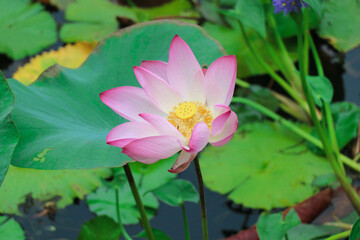 A Beautiful Lotus Flower Blooming in the Pond in Closeup