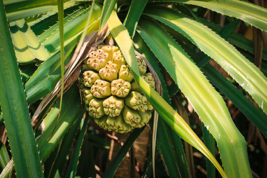 A Screwpine Fruit in the Sea Beach of Saint Martin Island