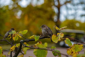 Sparrow on a tree branch in the autumn park