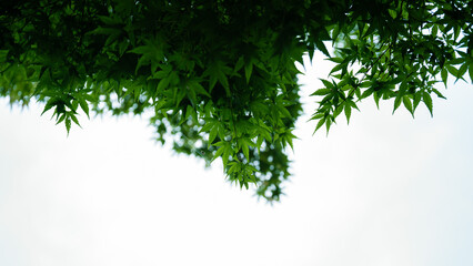 白い空を背景にした夏の緑のモミジ