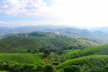 Fototapeta na wymiar Spectacular View of Tea Plantation from Kannan Devan Hills, Munnar, Kerala, India