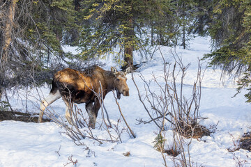 A Cow Moose in Alaska