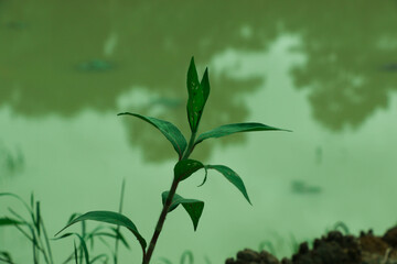 Closeup of Green Leafs Growing in the Garden