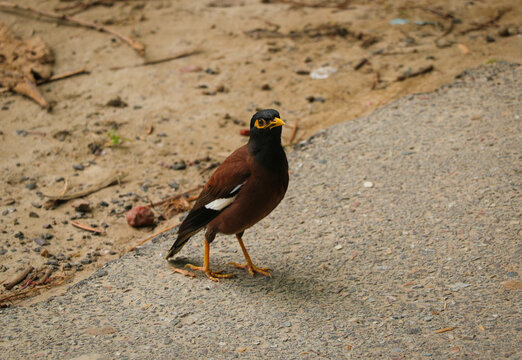 Magestic Myna Bird from the Starling Family - One of the most Intelligent Birds in the World