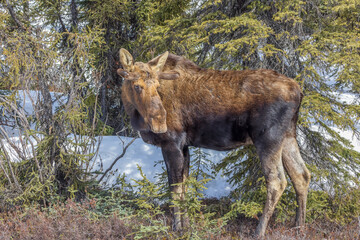 A Cow Moose in Alaska