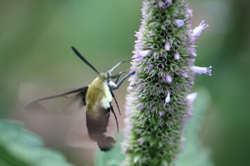 bee on a flower