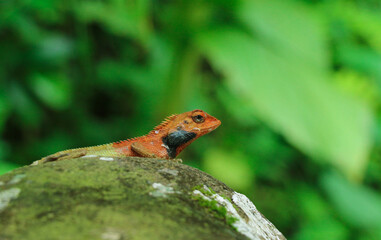 A Beautiful Lizard in the Forest in Closeup (Wildlife Photography)