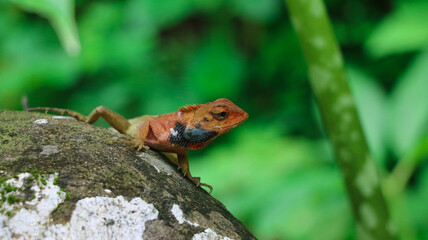 A Cute Young Lizard in the Forest in Closeup (Wildlife Photography)