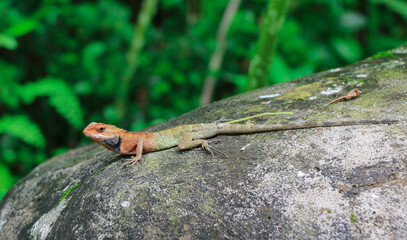 A Young little Lizard in the Forest in Closeup (Wildlife Photography)