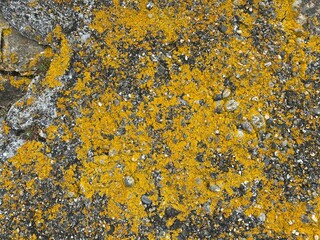 Yellow lichen growing on rocks.