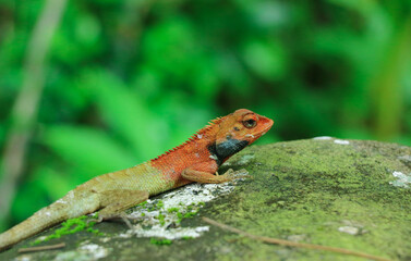 An Orange Lizard in the Forest in Closeup (Wildlife Photography)
