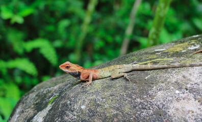 A Beautiful Lizard in the Forest in Closeup - Wildlife Photography