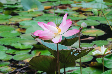 Obraz premium An Amazing Lotus Fully Bloomed in the Pond in Closeup Shot