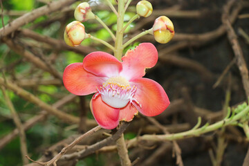 Cannonball Flower in Closeup Shot