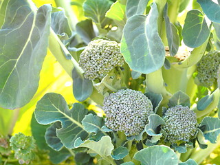 畑のブロッコリーの脇芽