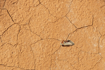 Red ant carrying a butterfly wing