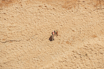 Red ant carrying a butterfly wing