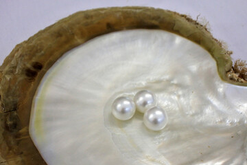 Three Australian South Sea pearl inside an oyster
