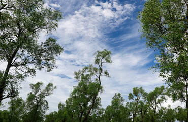 Obraz premium Sky of Guliakhali Sea Beach, Bangladesh