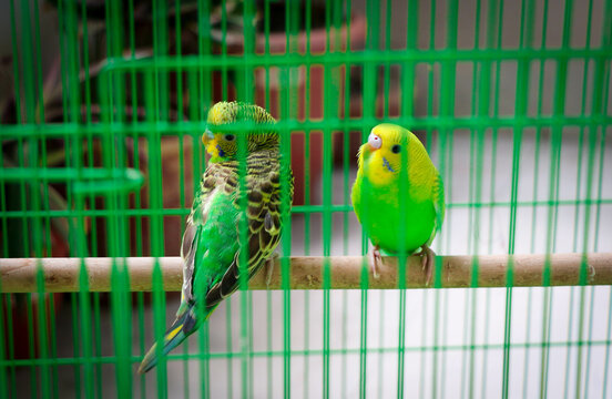 Two Budgerigars or parakeets in the Cage