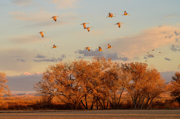 Cranes at sunset