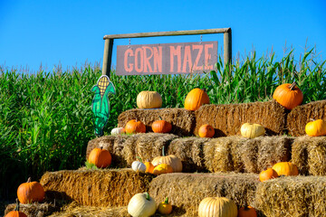 Corn maze © Teri