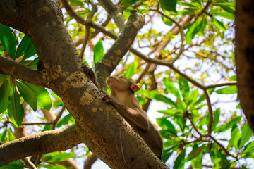 A Closeup of a Monkey Roaming in the Tree in Elephanta Island, Mumbai