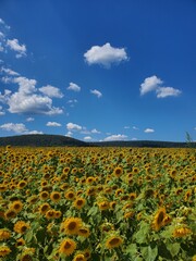 Sunflowers in the PA countryside