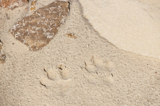 Two dog paw prints in the sand
