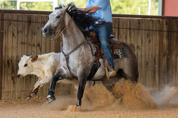 working cow horse training