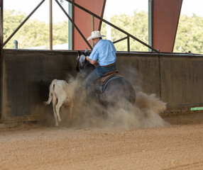 working cow horse training