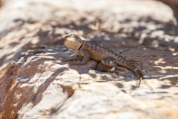 Small lizard sitting on a rock
